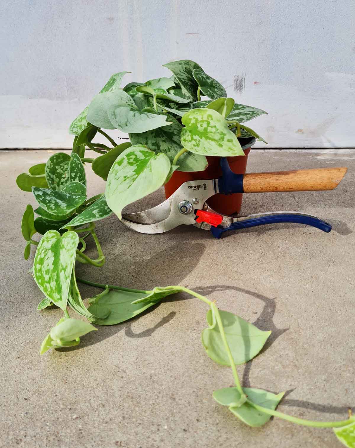 Scindapsus | pictus 'Silvery Ann' ·