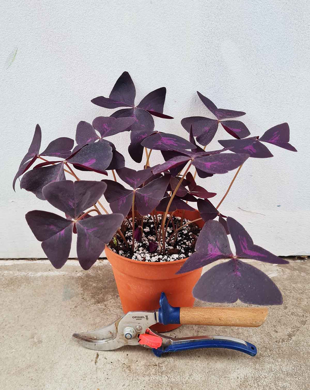 Oxalis — triangularis ·