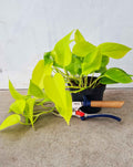 · Epipremnum — aureum ‘Neon’ |