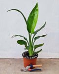 | Strelitzia reginae - Oiseau du — paradis
