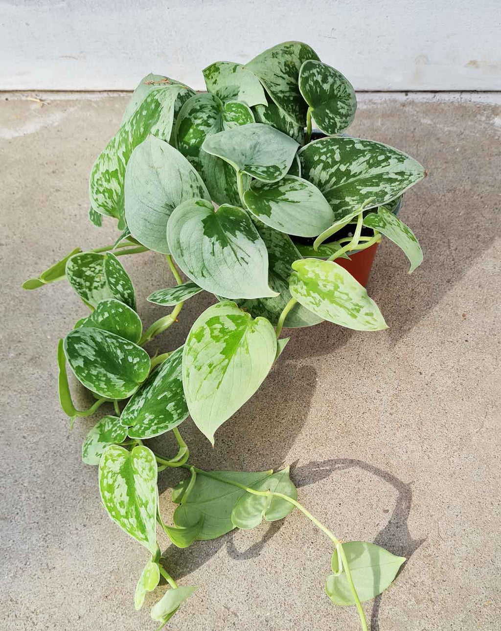 Scindapsus | pictus 'Silvery Ann' ·