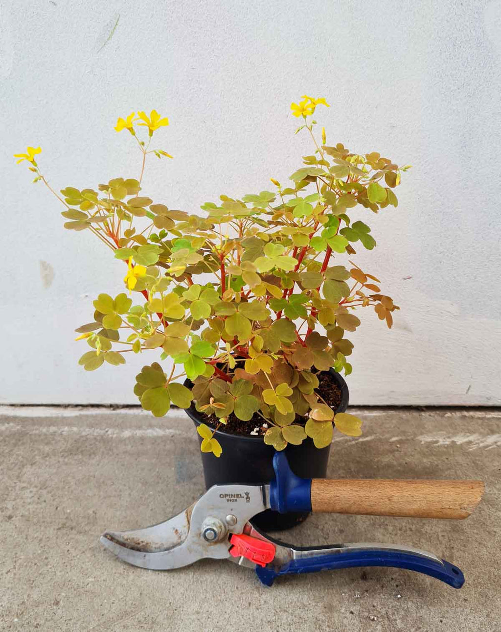 · Oxalis | vulcanicola 'Sunset Velvet' —