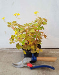 · Oxalis | vulcanicola 'Sunset Velvet' —