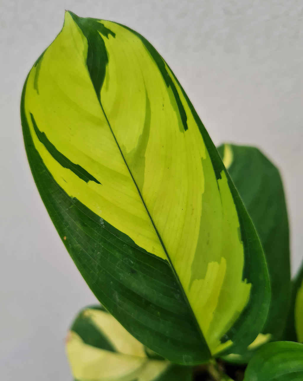 — Ctenanthe · lubbersiana 'Golden Mosaic' |