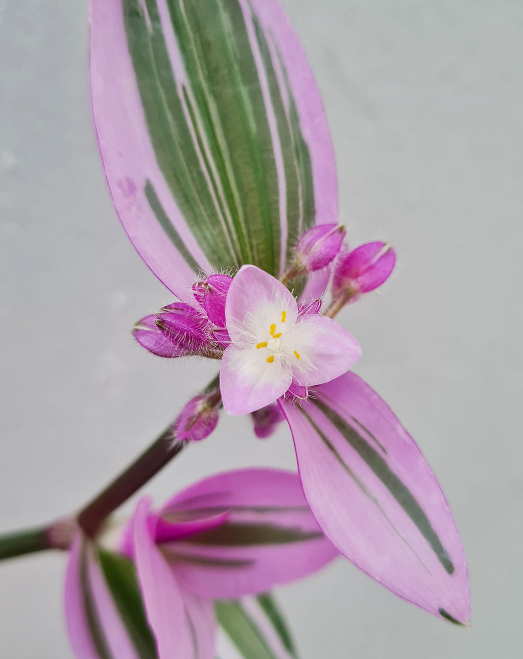 | Tradescantia blossfeldiana 'Nanouk' ·
