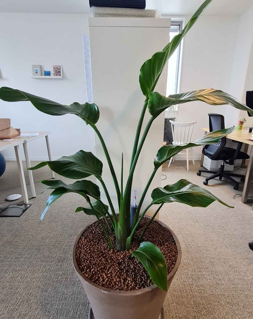 Entretien de vos plantes