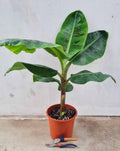 | Musa · acuminata 'Dwarf Cavendish' - Bananier d'intérieur