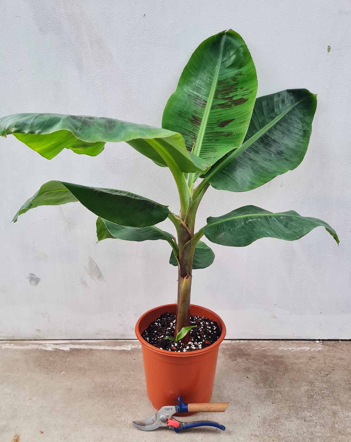 | Musa · acuminata 'Dwarf Cavendish' - Bananier d'intérieur