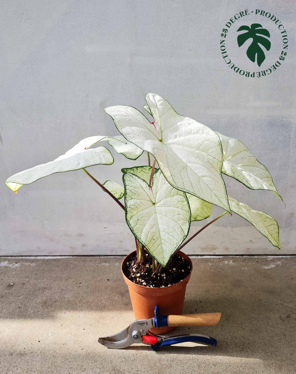· Caladium 'Florida 'Moonlight' |