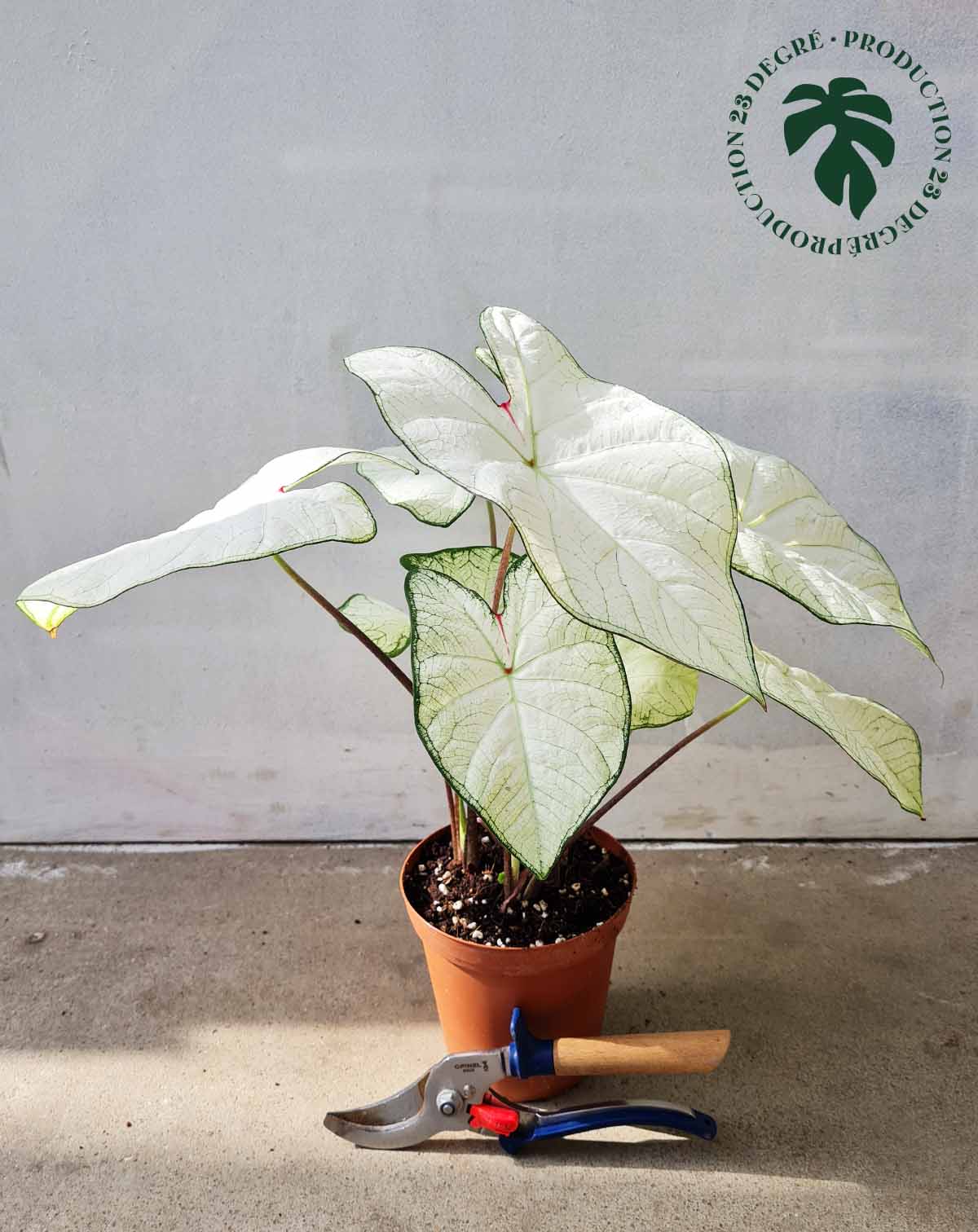 · Caladium 'Florida 'Moonlight' |