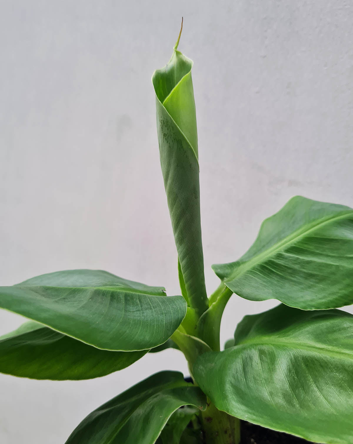 | Musa · acuminata 'Dwarf Cavendish' - Bananier d'intérieur