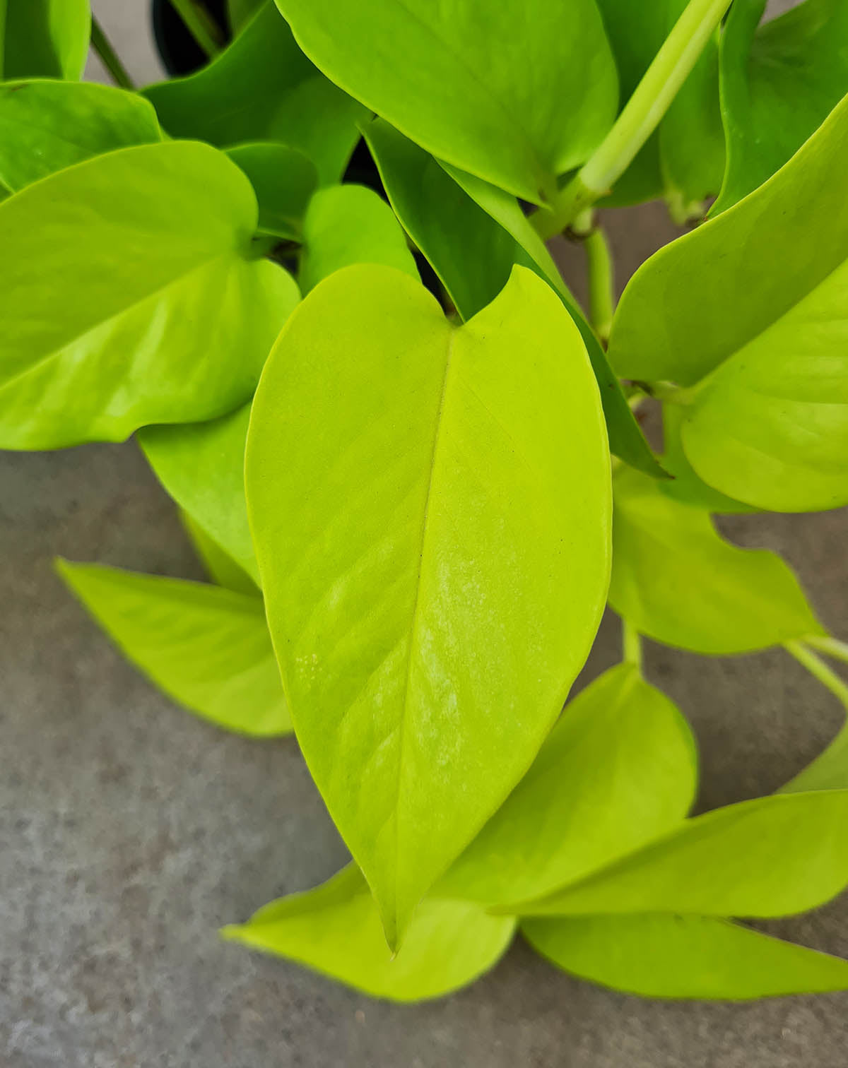 · Epipremnum — aureum ‘Neon’ |