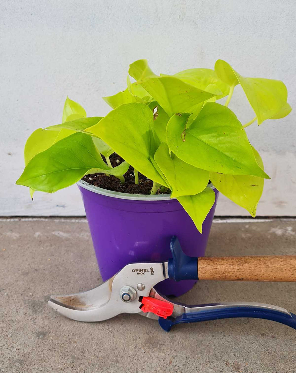 · Epipremnum — aureum ‘Neon’ |