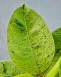 | Ficus Shivereana Moonshine’ —