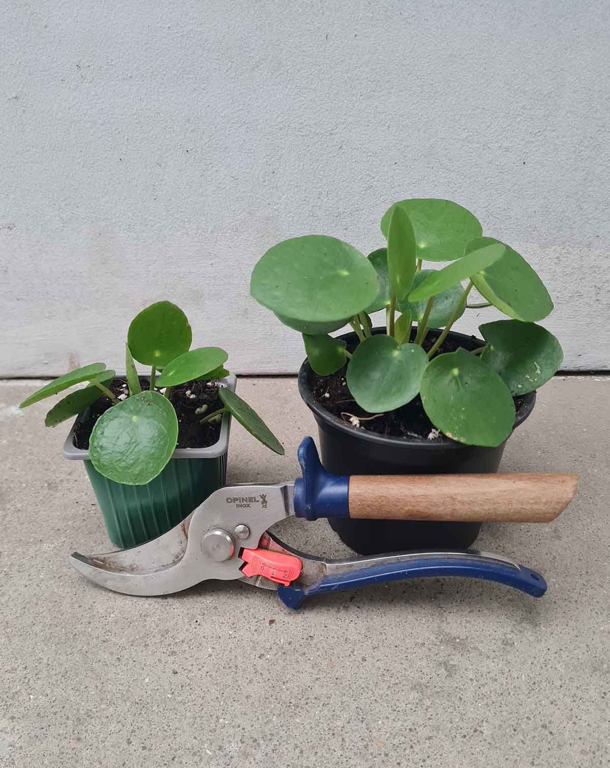 Pilea | peperomioides —