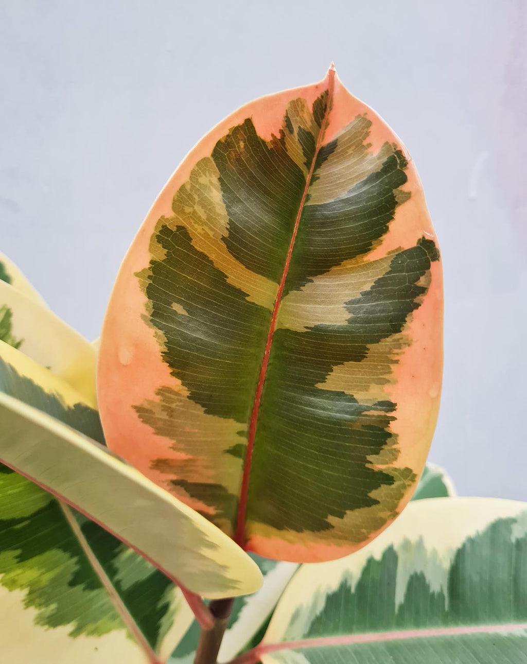 — Ficus elastica 'Belize' ·