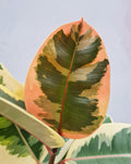 — Ficus elastica 'Belize' ·