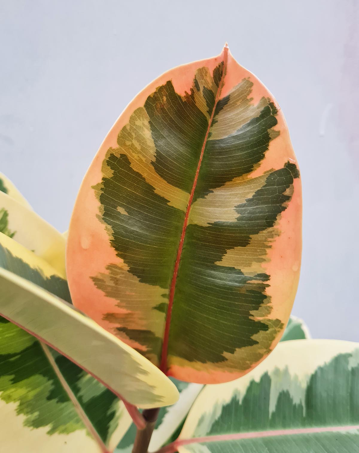 — Ficus elastica 'Belize' ·