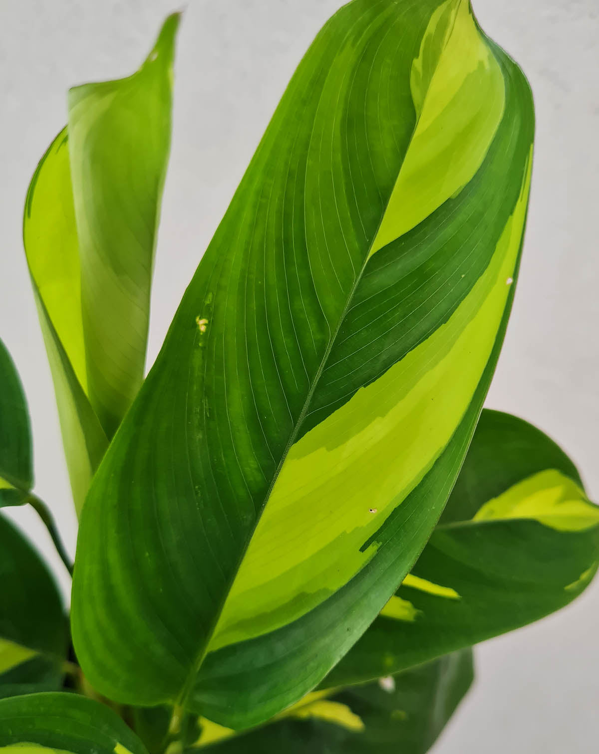 — Ctenanthe · lubbersiana 'Golden Mosaic' |