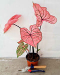 | Caladium 'Spring Fling' —