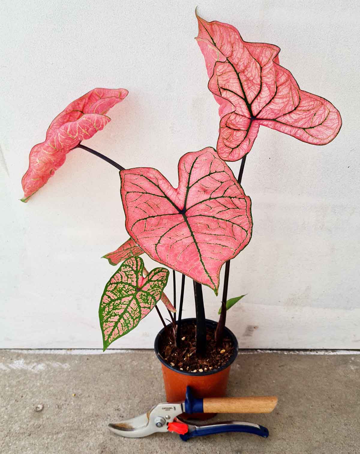 | Caladium 'Spring Fling' —