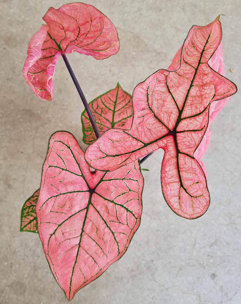 | Caladium 'Spring Fling' —