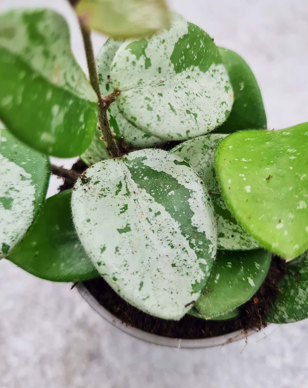 | Hoya 'Mathilde Splash' —
