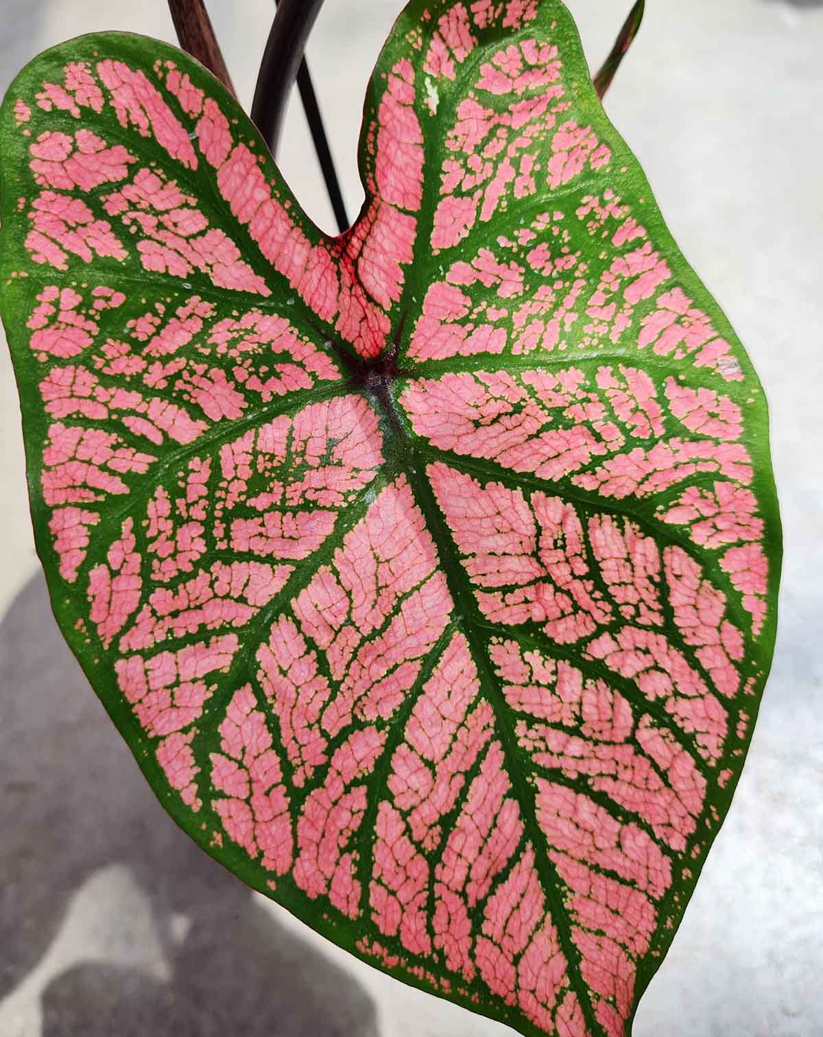 | Caladium 'Spring Fling' —