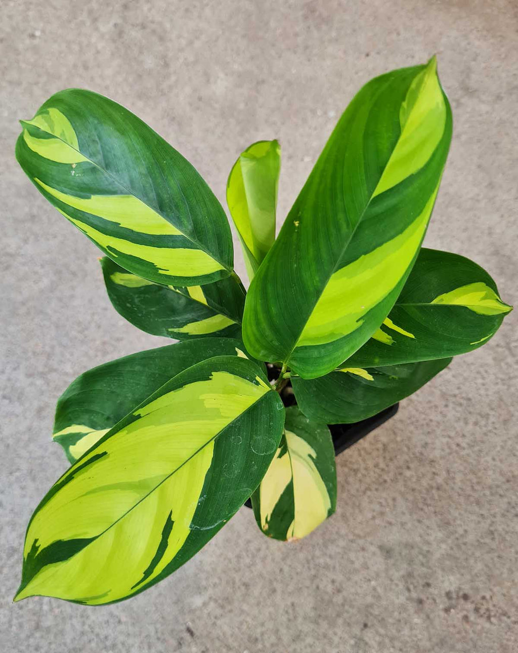 — Ctenanthe · lubbersiana 'Golden Mosaic' |