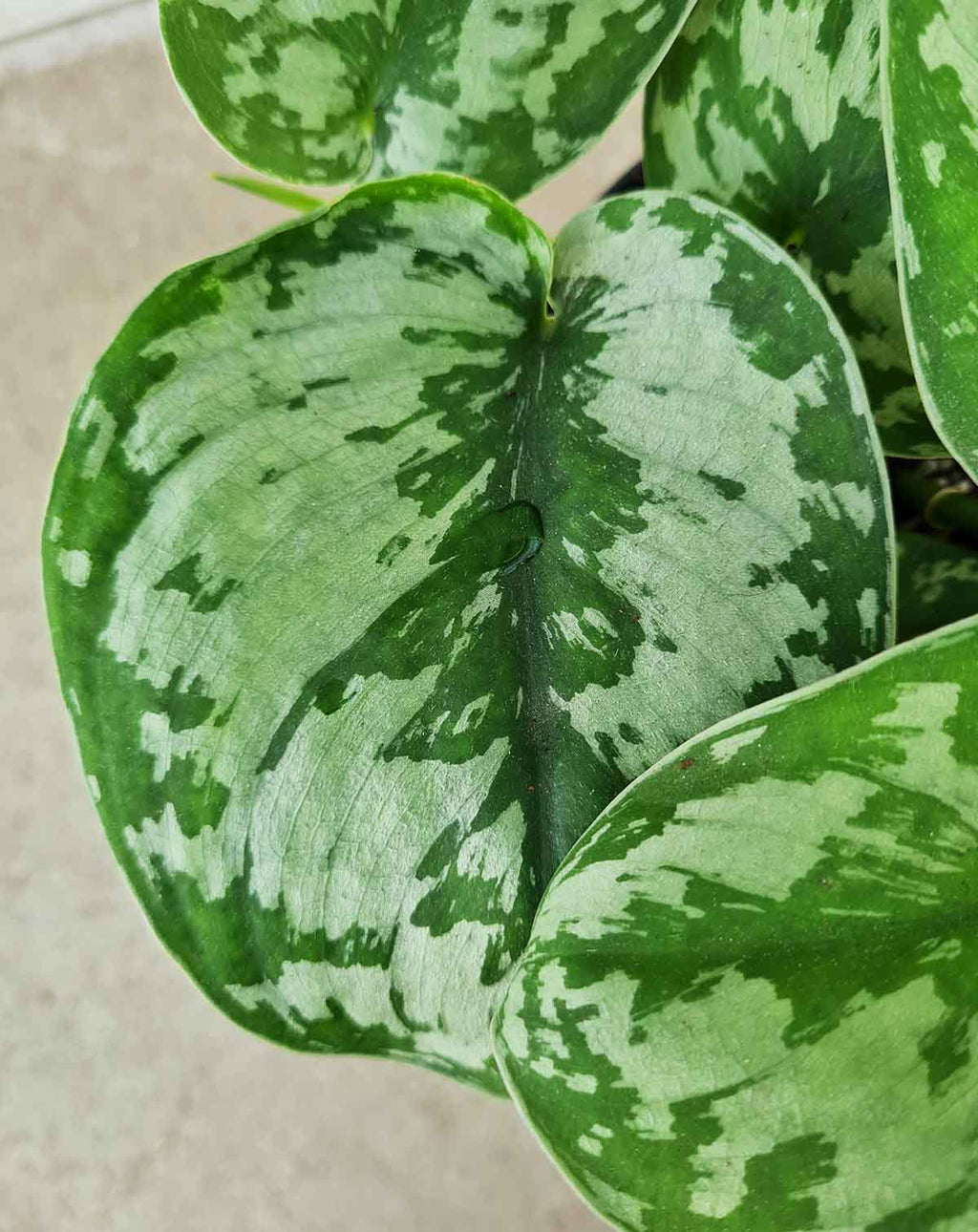 — Scindapsus | pictus 'Trebie' ·