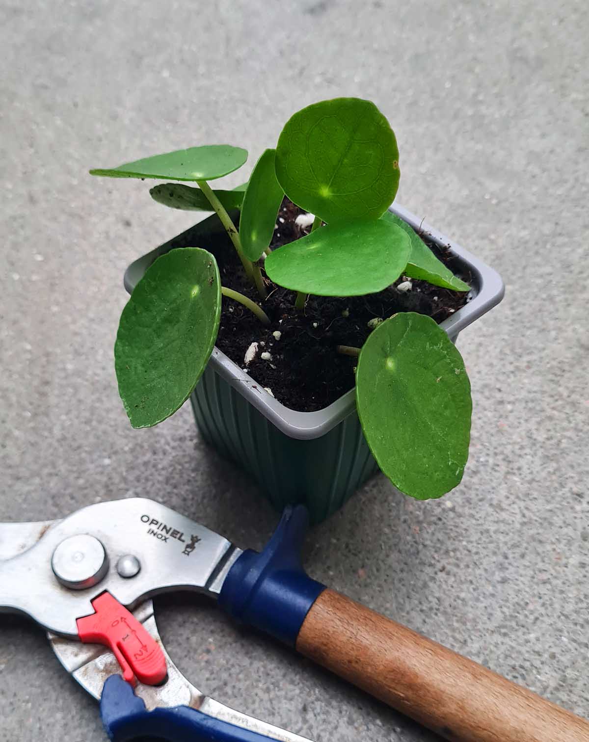 Pilea | peperomioides —