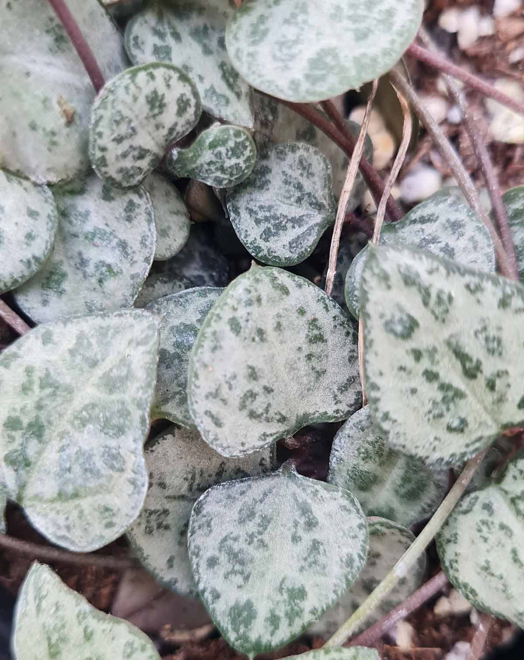 Ceropegia — woodii ·