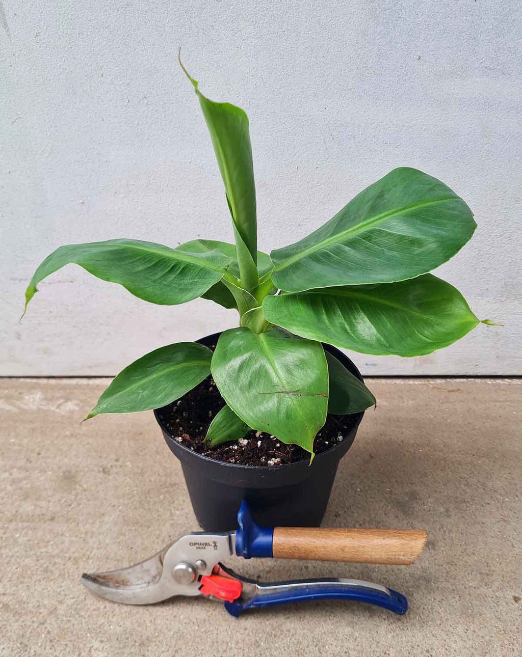 | Musa · acuminata 'Dwarf Cavendish' - Bananier d'intérieur