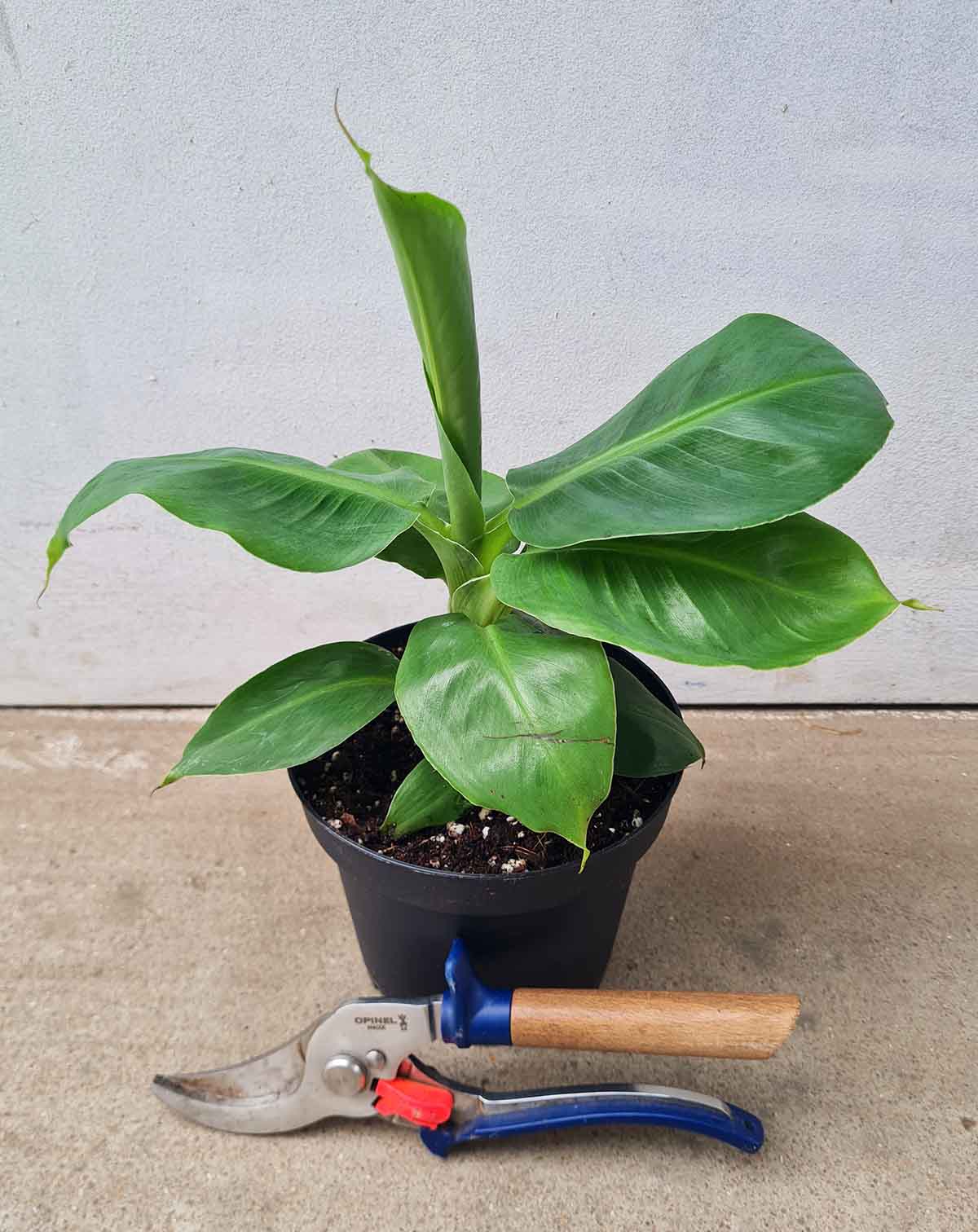 | Musa · acuminata 'Dwarf Cavendish' - Bananier d'intérieur