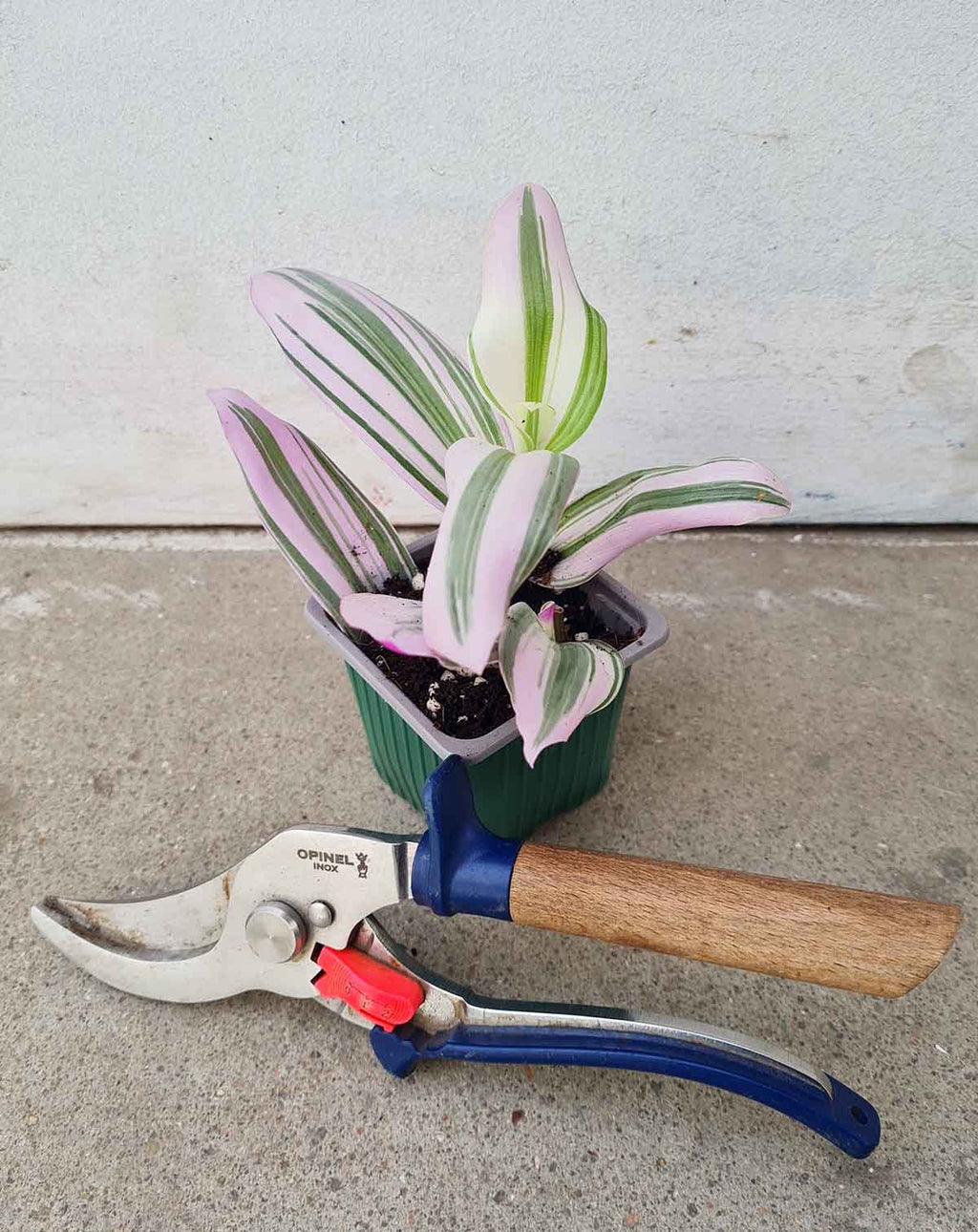 | Tradescantia blossfeldiana 'Nanouk' ·