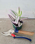 | Tradescantia blossfeldiana 'Nanouk' ·