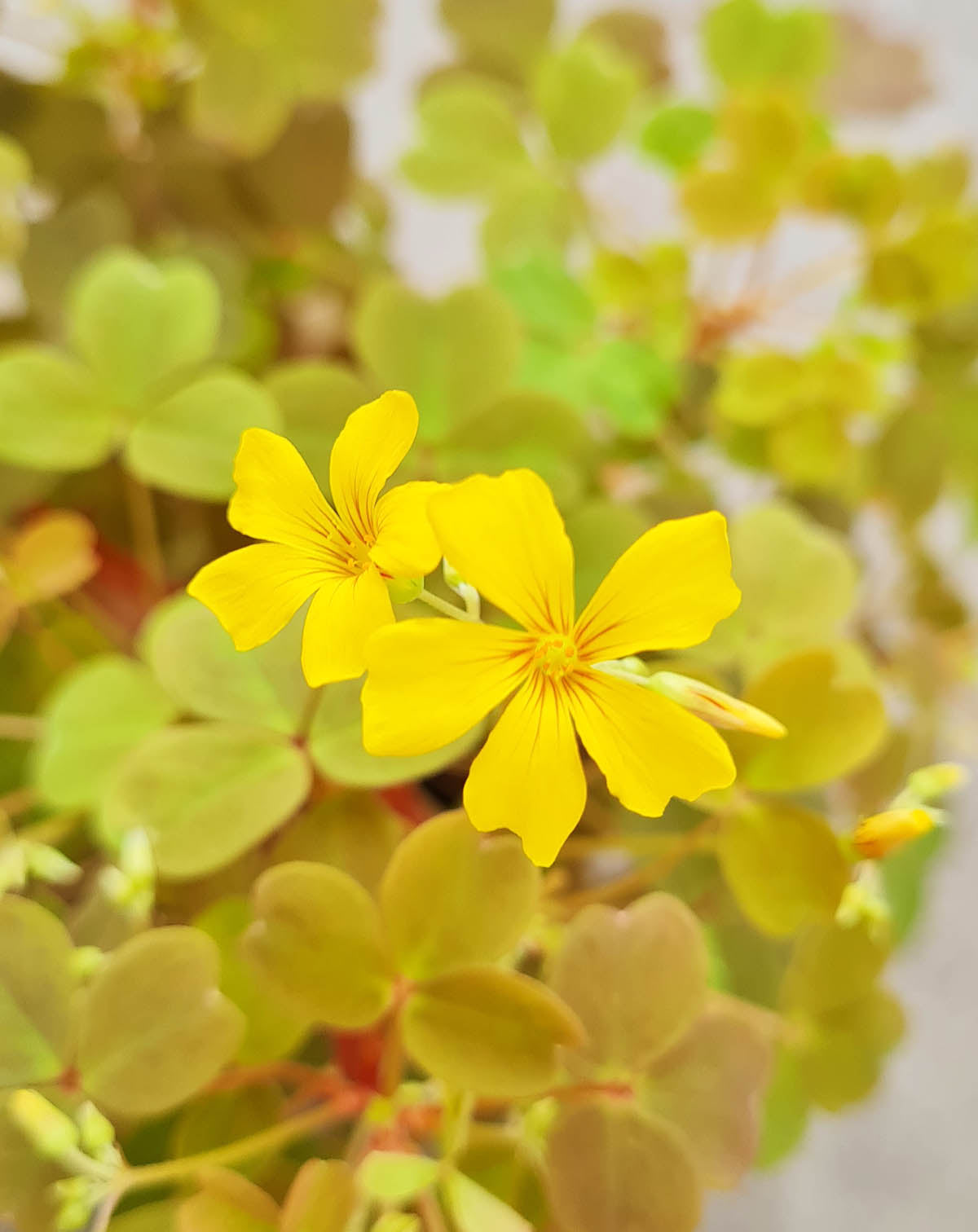 · Oxalis | vulcanicola 'Sunset Velvet' —