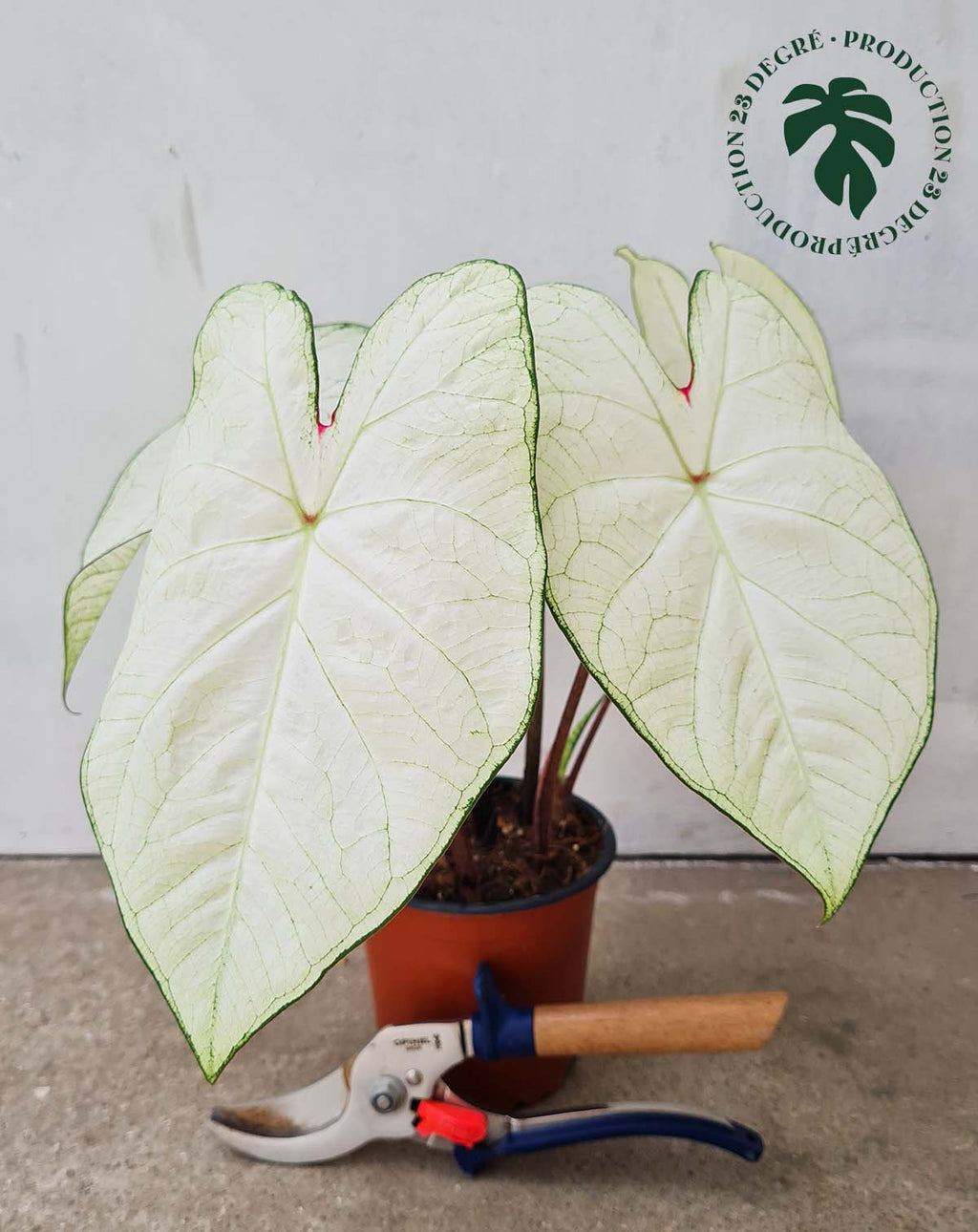 · Caladium 'Florida 'Moonlight' |