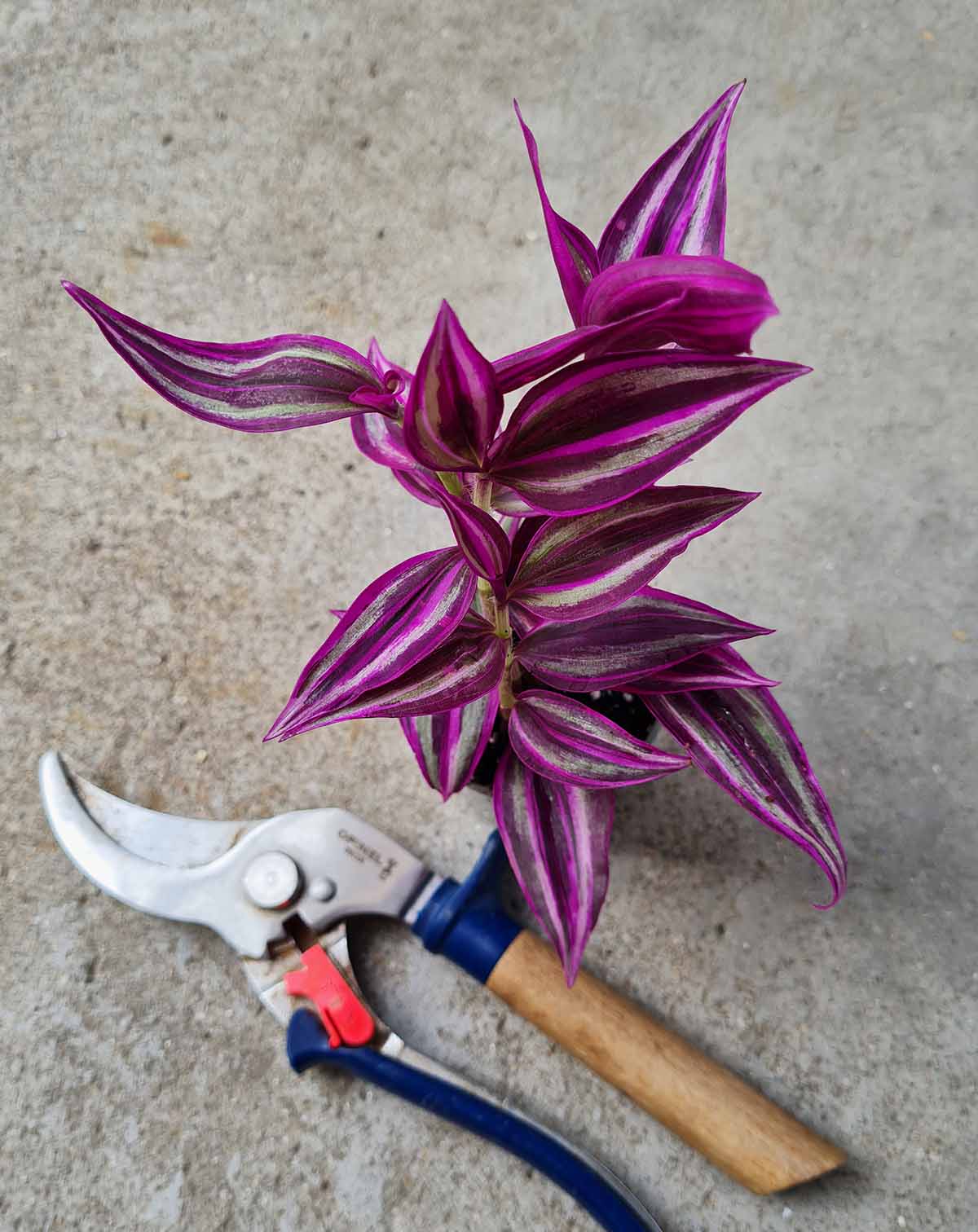 | Tradescantia — zebrina 'Pink Paradise' ·