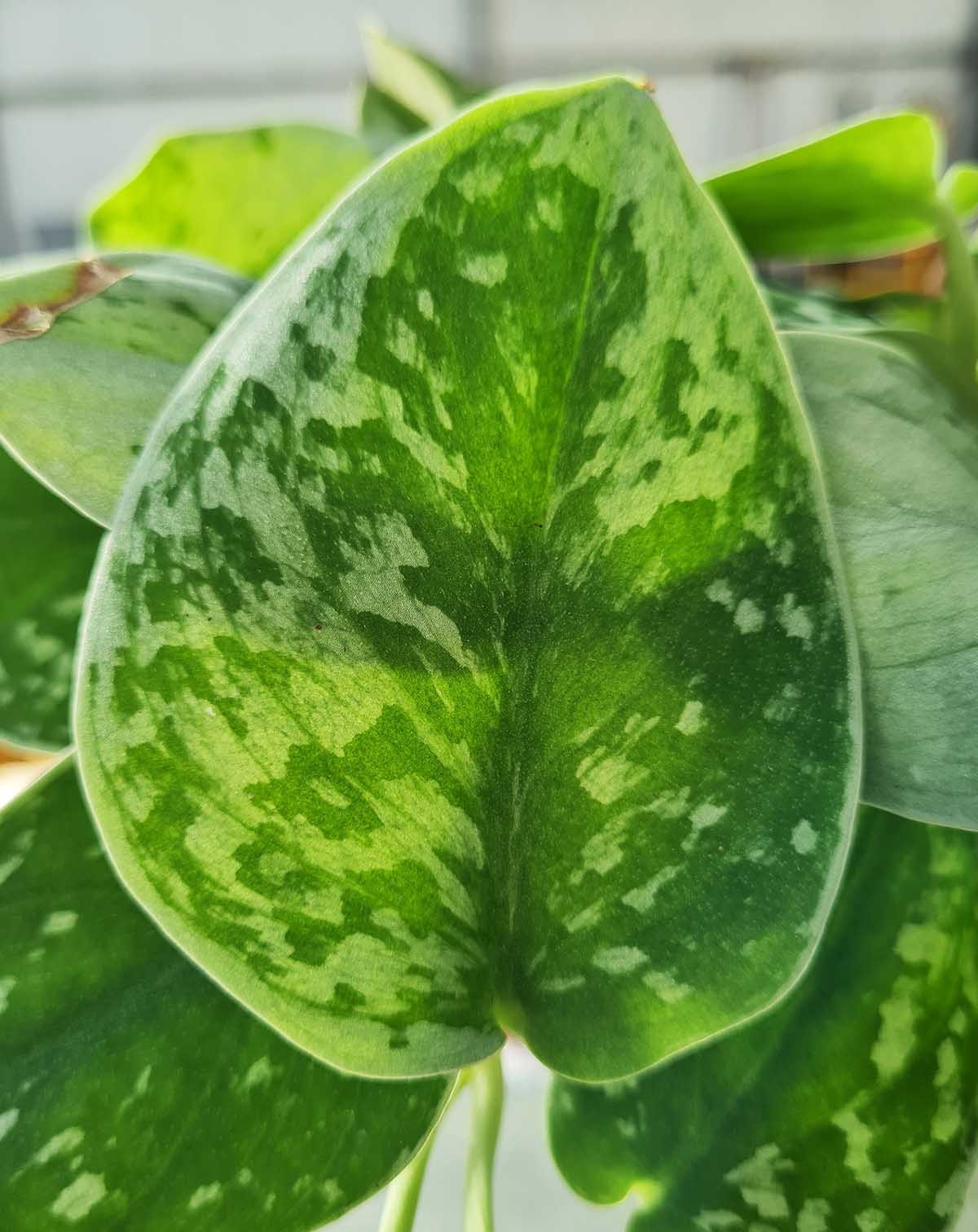 Scindapsus | pictus 'Silvery Ann' ·