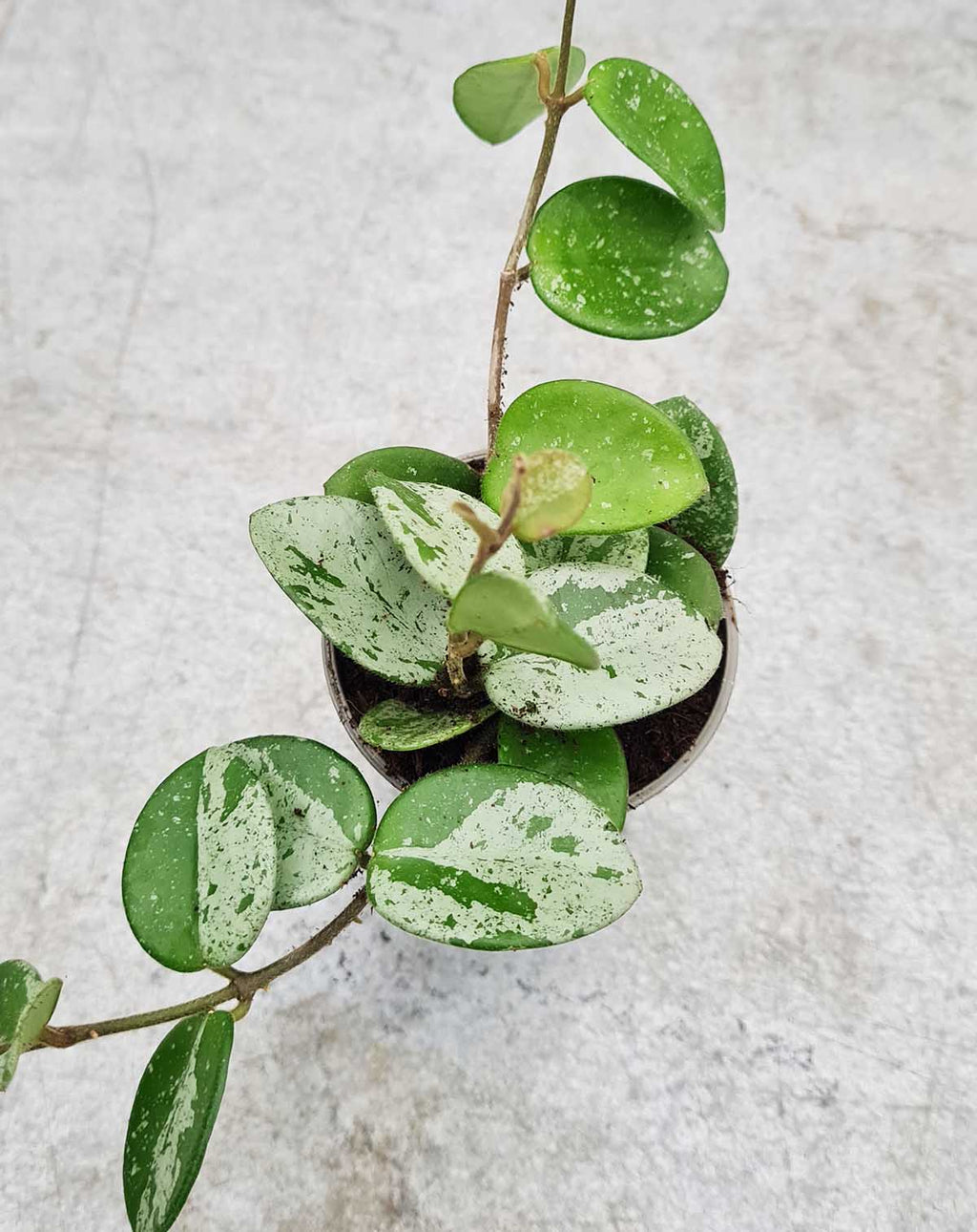 | Hoya 'Mathilde Splash' —
