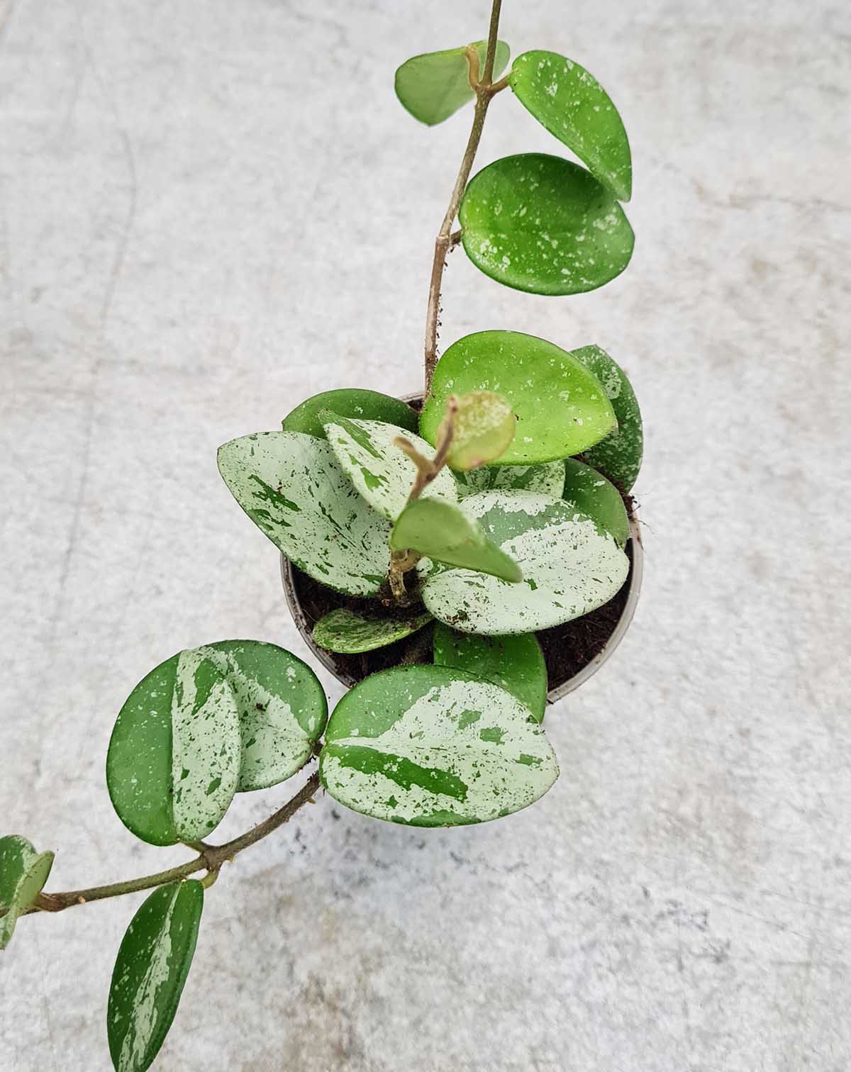 | Hoya 'Mathilde Splash' —