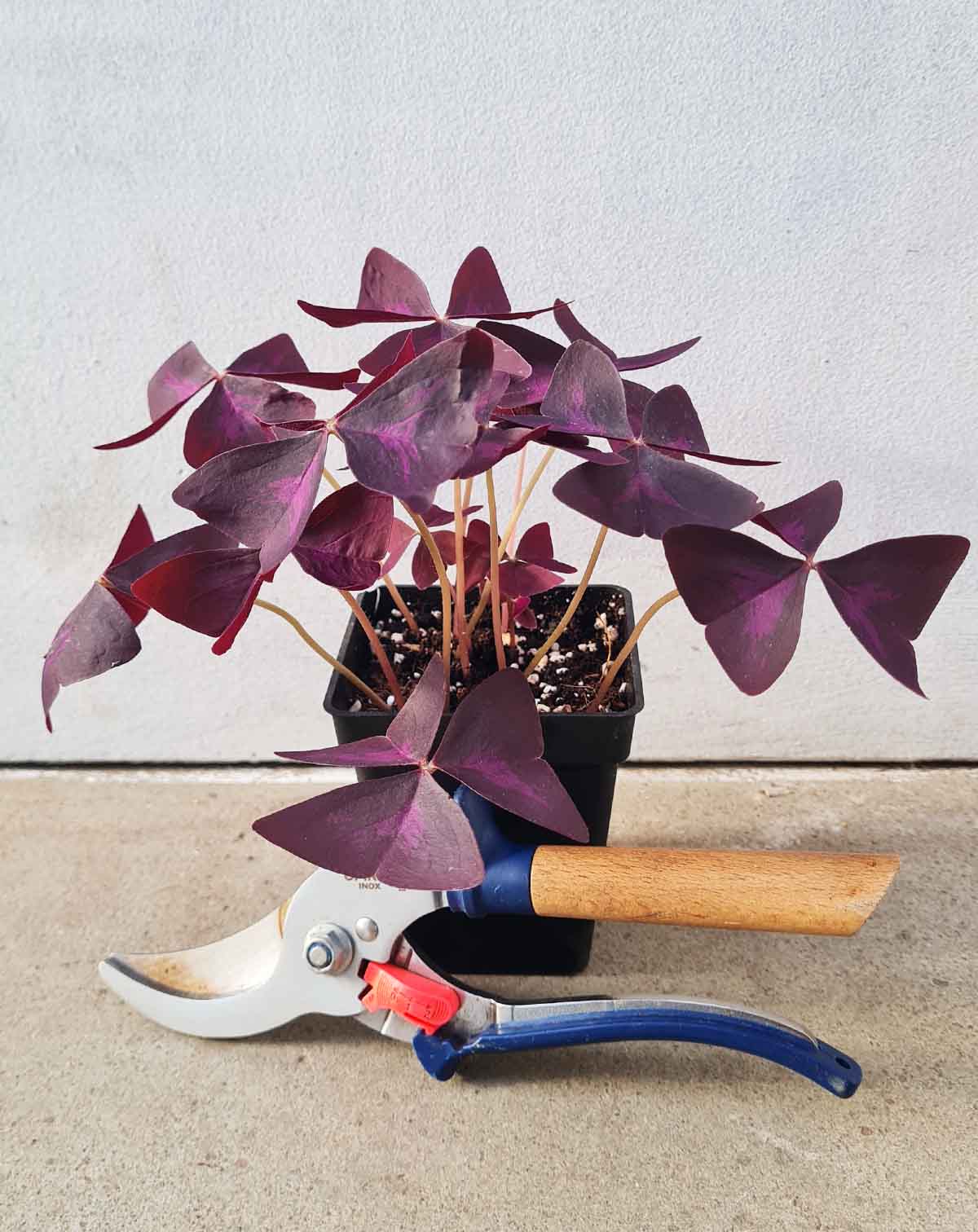 Oxalis — triangularis ·