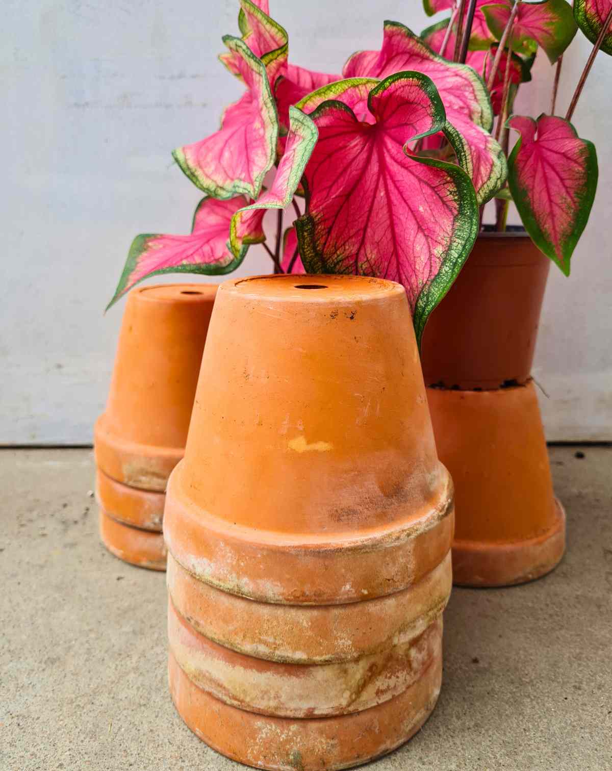| Pot terre · cuite