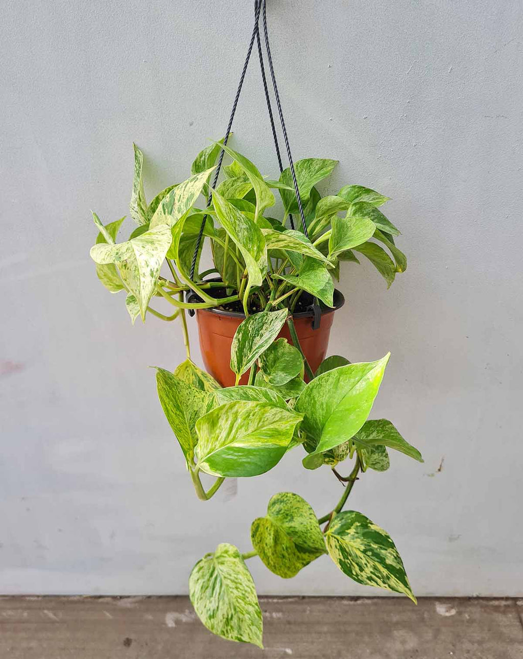 — Epipremnum aureum 'Marble Queen' |