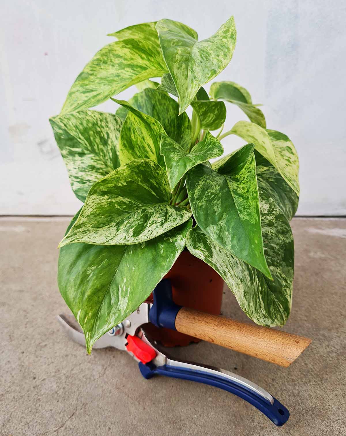 — Epipremnum aureum 'Marble Queen' |