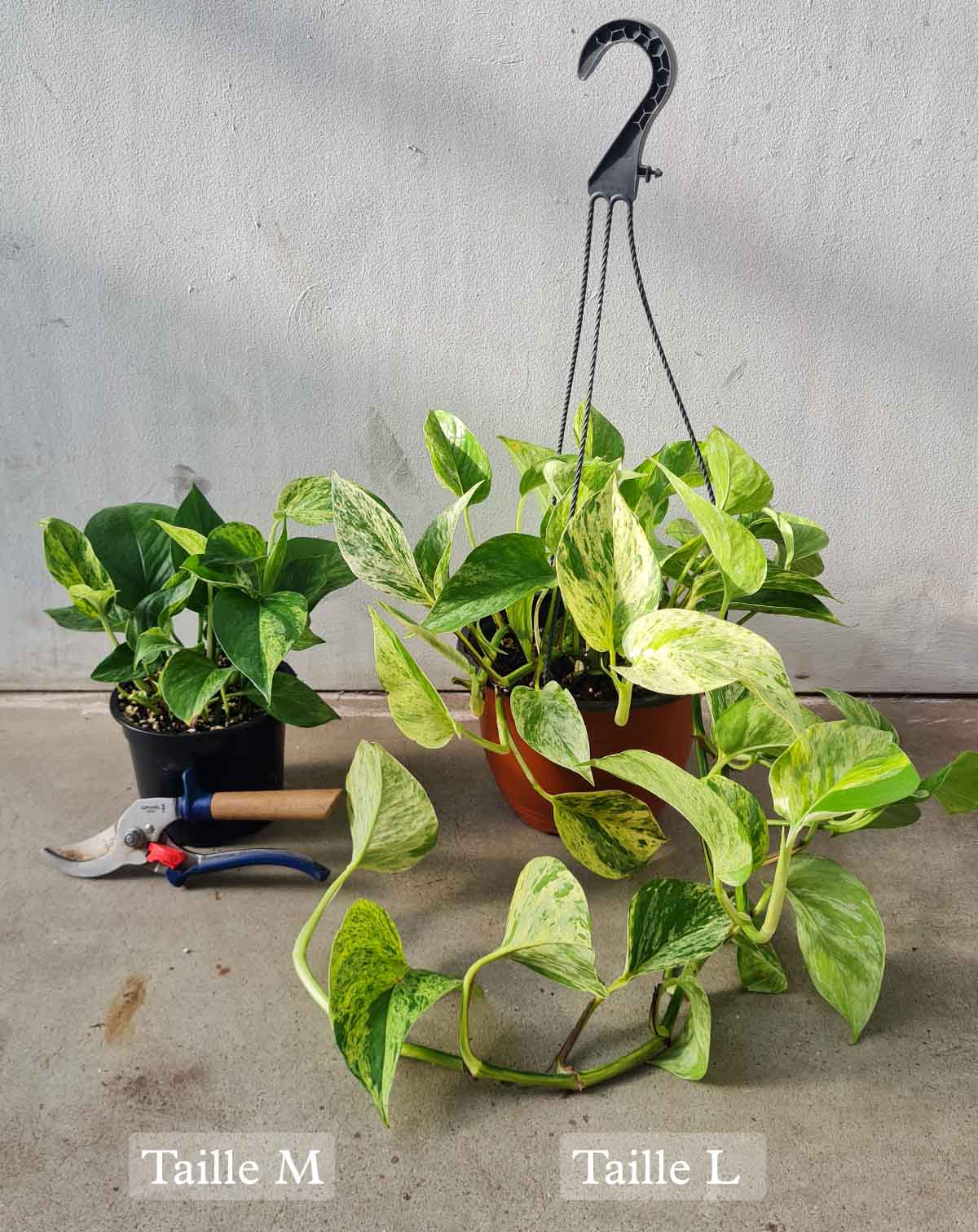 — Epipremnum aureum 'Marble Queen' |