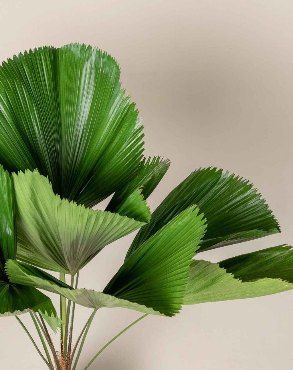 | DOCTEUR · PLANTES —