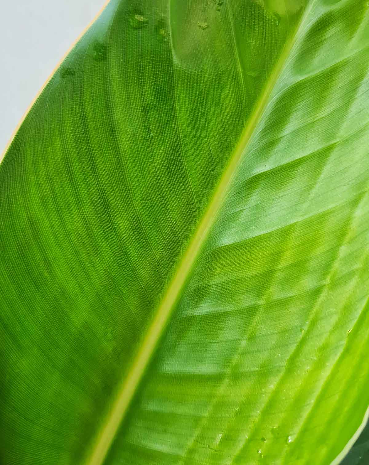 | Strelitzia reginae - Oiseau du — paradis