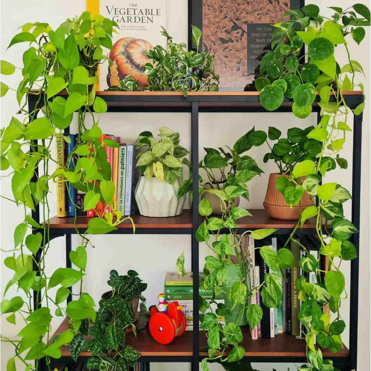 | DOCTEUR · PLANTES —